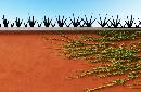 thum - images/uploads/producto/1266-SABILA2.jpg